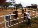 Visita a una ganadería de caballos